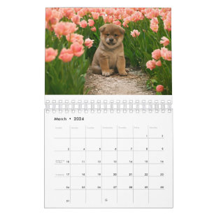 Shiba Inu Puppies Calendar
