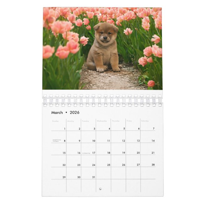 Shiba Inu Puppies Calendar (Mar 2026)