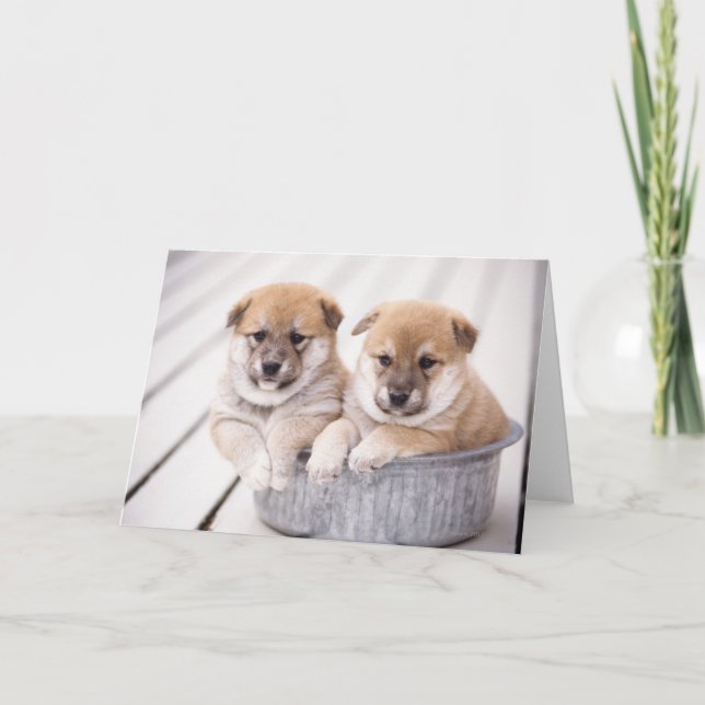 Shiba Inu puppies in aluminium tub Card (Front)