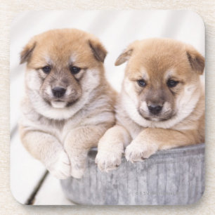 Shiba Inu puppies in aluminium tub Coaster