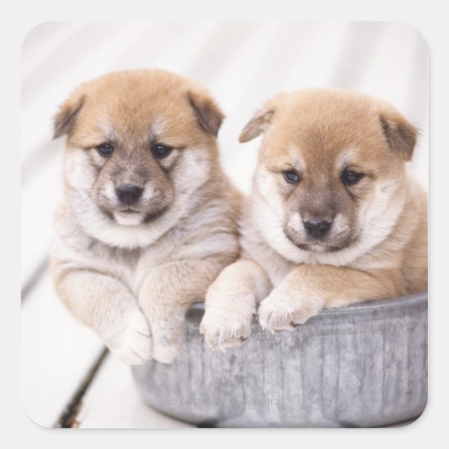 Shiba Inu puppies in aluminium tub Square Sticker (Front)