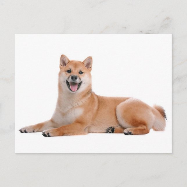Shiba Inu Puppy Dog Greeting Post Card (Front)