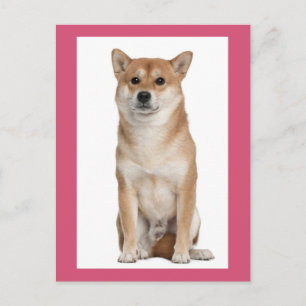 Shiba Inu Puppy Dog Greeting Post Card