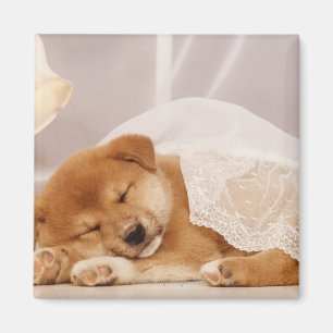 Shiba Inu puppy sleeping under a net curtain Magnet