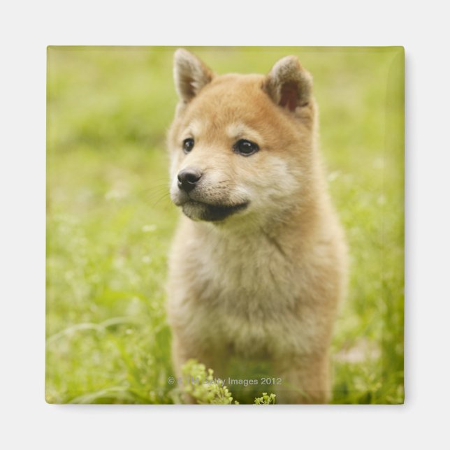 Shiba-ken puppy magnet (Front)