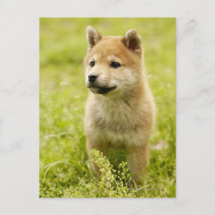 Shiba-ken puppy postcard