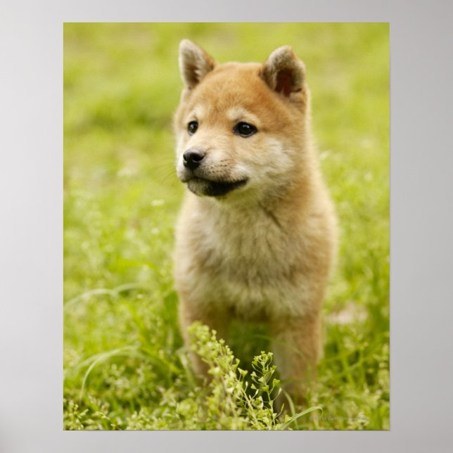 Shiba-ken puppy poster (Front)