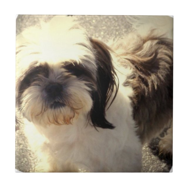 Shih-Tsu Dog Tile (Front)