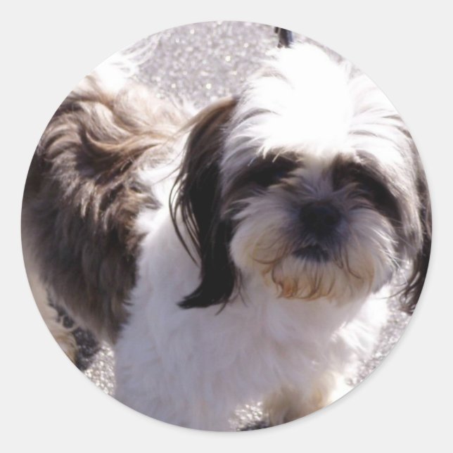 Shih Tsu Puppy Stickers (Front)