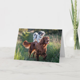 Shih Tzu and Irish Setter Card