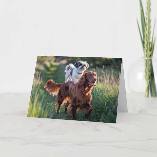 Shih Tzu and Irish Setter Card (Front)