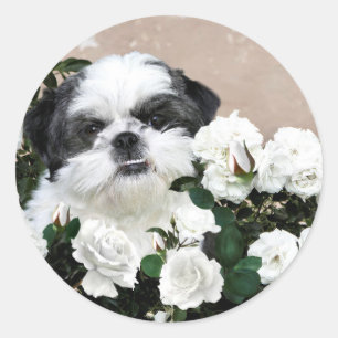 Shih Tzu and roses Classic Round Sticker