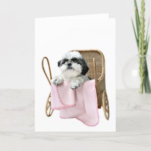 Shih Tzu baby buggy Card