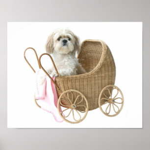 Shih Tzu baby carriage Poster