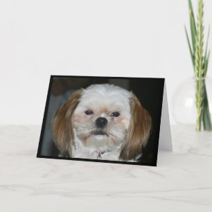 Shih Tzu Better Have A Happy St. Pat's Day! Card