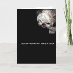 Shih-Tzu Birthday Card