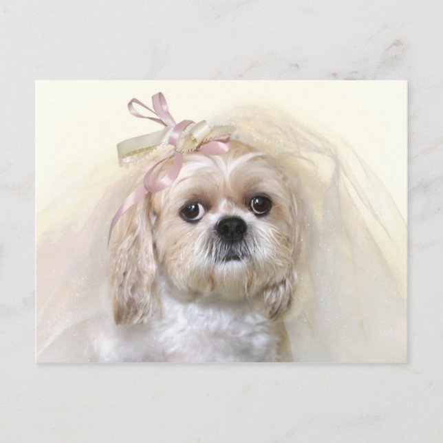 Shih Tzu Bride Postcard (Front)