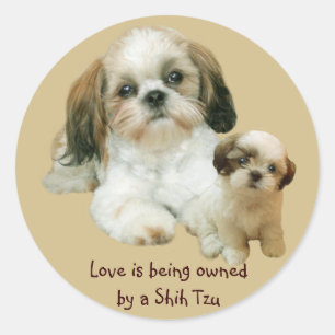 Shih Tzu Buddies Sticker