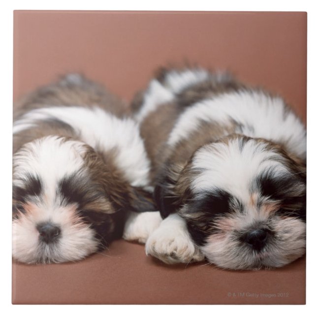 Shih Tzu Ceramic Tile (Front)