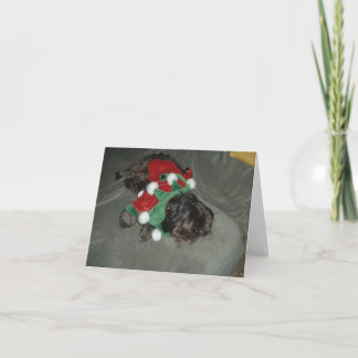 Shih Tzu Christmas Card