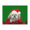 Shih Tzu Christmas