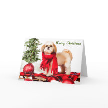 Shih Tzu (clipped coat) Christmas Card