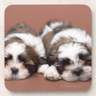 Shih Tzu Coaster
