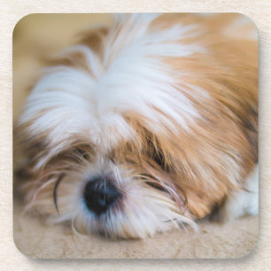 Shih Tzu Coaster