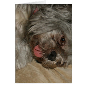 Shih tzu cute puppy dog