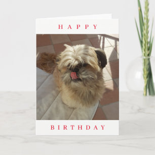 Shih Tzu dog birthday card