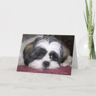 Shih Tzu Dog Card