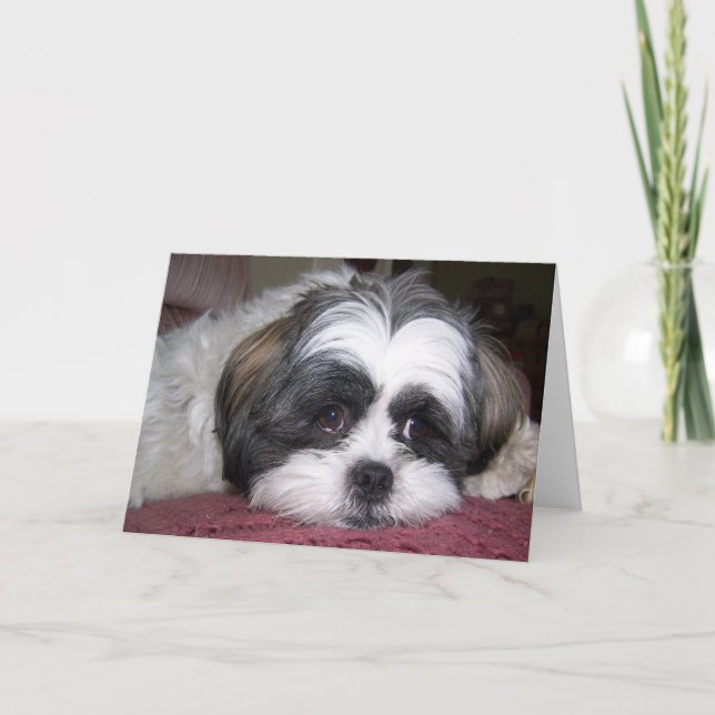 Shih Tzu Dog Card (Front)