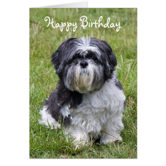 Shih Tzu dog cute happy birthday greeting card