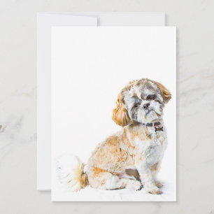 Shih Tzu Dog Invitation