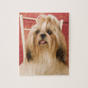 Shih-tzu dog jigsaw puzzle