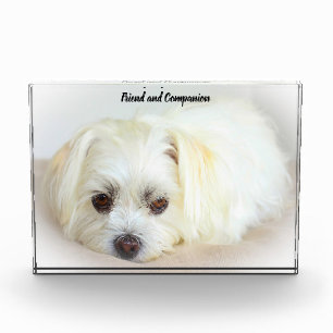 Shih Tzu Dog. Photo Block
