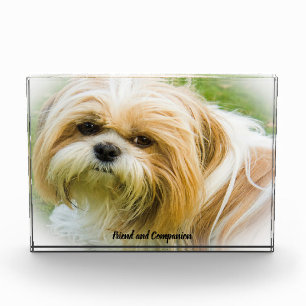 Shih Tzu Dog. Photo Block