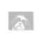 Shih Tzu dog post it notes
