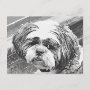 SHIH TZU DOG POSTCARD
