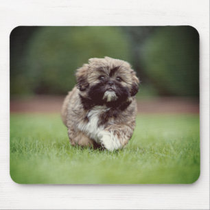 Shih tzu, Dog, Puppy Mouse Pad
