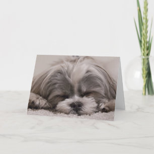 Shih Tzu Dog Sleeping Card