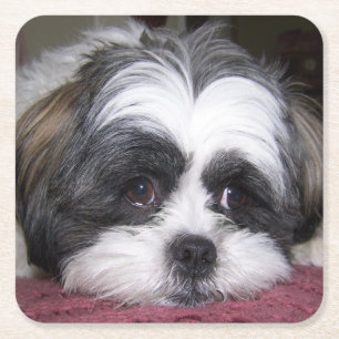 Shih Tzu Dog Square Paper Coaster