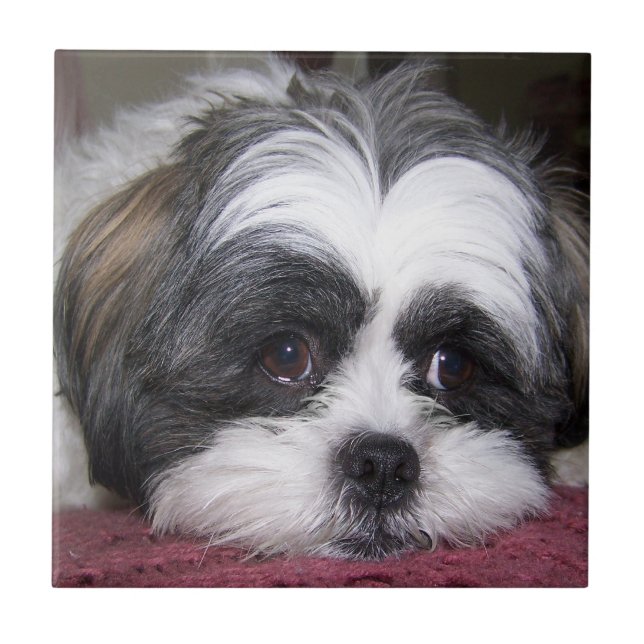 Shih Tzu Dog Tile (Front)