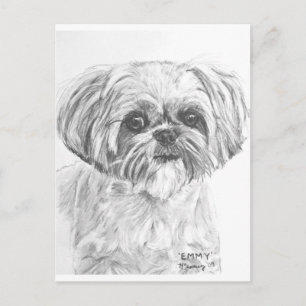 Shih Tzu Drawing Postcard