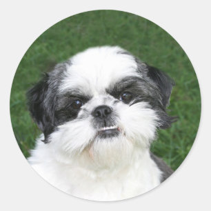 Shih Tzu face sticker