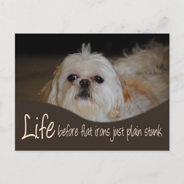 Shih Tzu Flat Iron Hair Humour Postcard (Front)