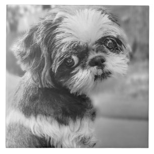 Shih Tzu Girl Black and White Ceramic Tile