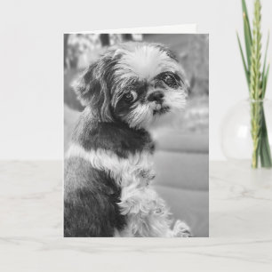 Shih Tzu Girl Black and White Greeting Card