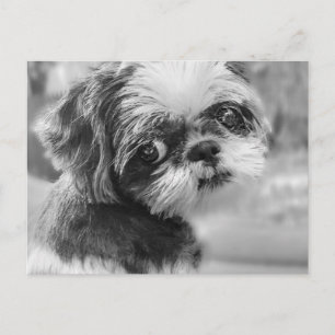Shih Tzu Girl Black and White PostCard