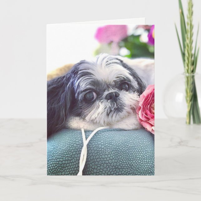 Shih Tzu Girl Blank Greeting Card (Front)
